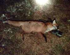 thehuntinglife.com Lamping