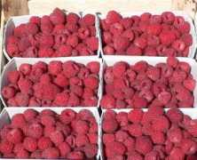 agraria.org Lampone