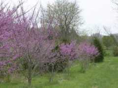 thegazebooutback.com Lamura