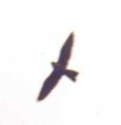 cuneobirding.it Lanario