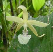 sobralia.autrevie.com Lancea