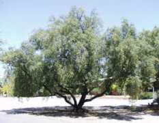 cals.arizona.edu Lancea