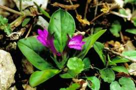 efloras.org Lancea