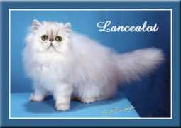 exquisitcats.com Lancealot