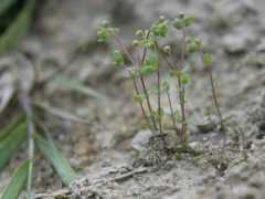 botany.cz Lancek
