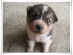 laneir.egloos.com Laneir