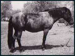 horseoftheamericas.com Lanert
