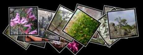 stason.org Langi