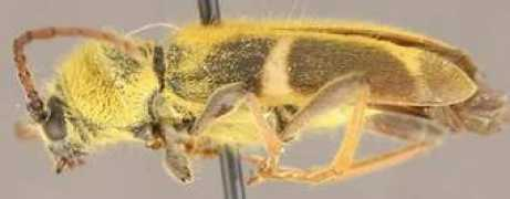 bugguide.net Lanifer