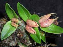 orchidspecies.com Lanii