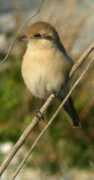 rarebirdspain.net Lanisa