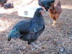 backyardchickens.com Lankie