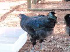 backyardchickens.com Lankie