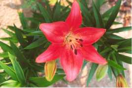 s-wgardens.com Lankon