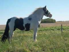 Lann