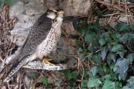 Lanner