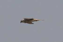 Lanner