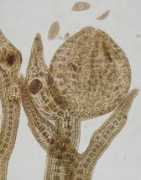 marinespecies.org Lanosa