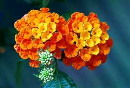 mir.com.my Lantana