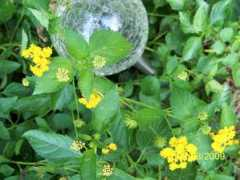 growsonyou.com Lantana