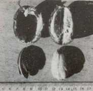 Lantania