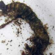 bugguide.net Lantha