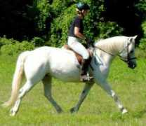 elphinfarms.com Lanti