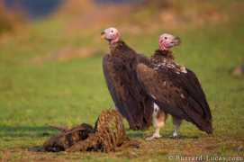burrard-lucas.com Lappet