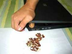 jorymon.com Lappie