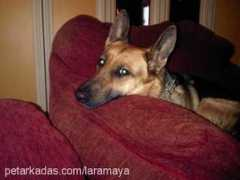 petarkadas.com Laramay