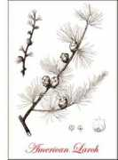 Larch