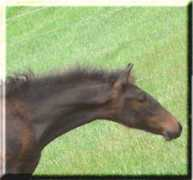 moonstruckmeadows.com Larcia
