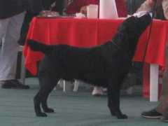 port.of.nessie.retriever.hu Lardina