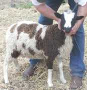 bideaweefarm.com Lareese