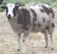 bideaweefarm.com Lareese
