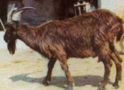 eng.agraria.org Lariana
