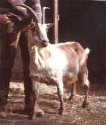 esp.agraria.org Lariano