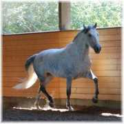 moonstruckmeadows.com Larica