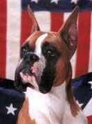 worldwideboxer.com Larich
