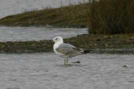 surfbirds.com Larid