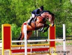 sportpferde-zucht-wargh.de Larido