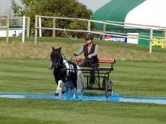 albertaequine.com Larigo