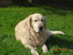 petsinform.com Larik
