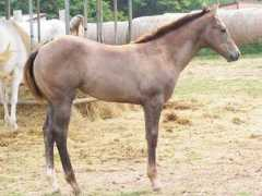 greyhorseridge.com Larita
