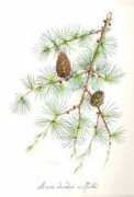 pictorica.wordpress.com Larix