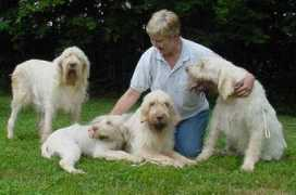itspinone.com Laroma