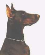 wantijdobermann.nl Larona
