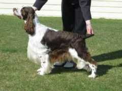 dogzonline.com.au Larona