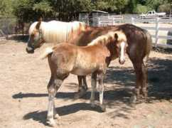 topolinefarm.com Larrisa