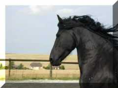 signaturefriesians.com Larrissa